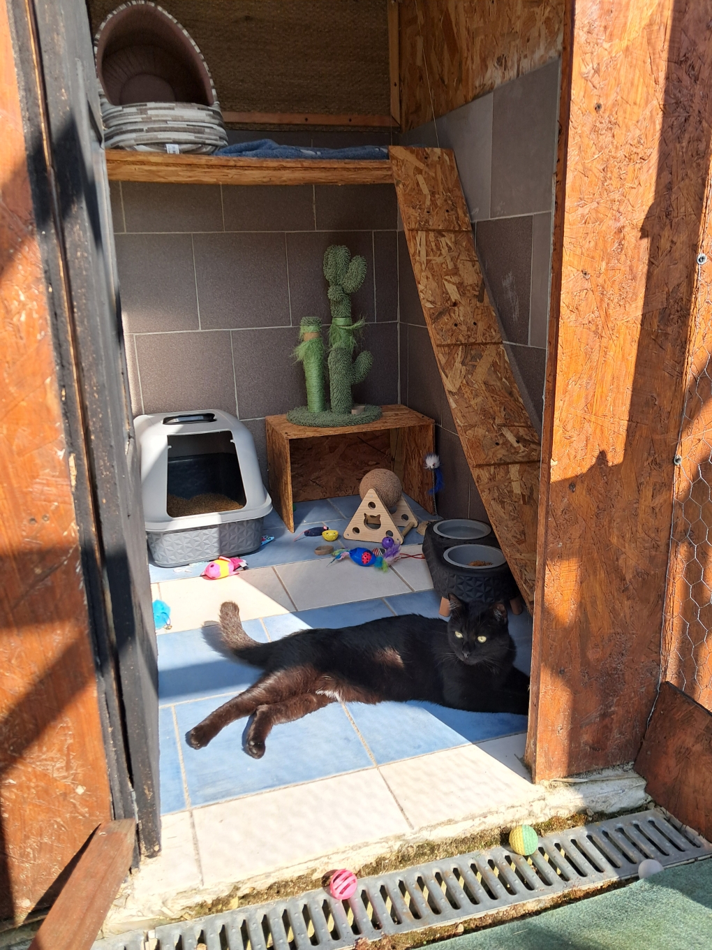 Chat noir installé dans sa suite individuelle à la pension Royal Félin