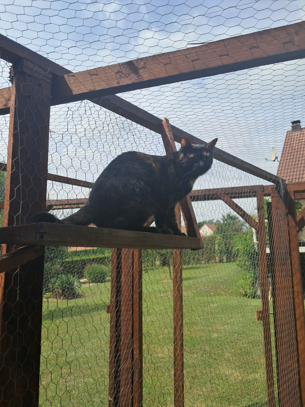 Chat noir profitant de l'enclos extérieur sécurisé de la pension Royal Félin