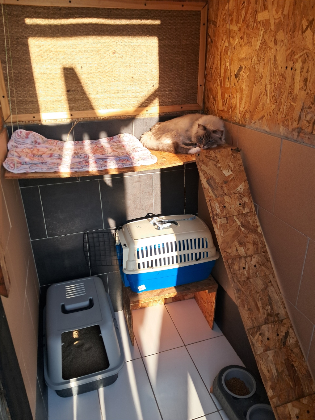Chat en sieste paisible dans la suite individuelle de la pension