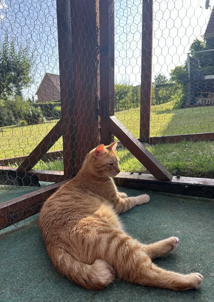 Chat roux profitant du soleil dans l'enclos de la pension Au Royal Félin – nos tarifs