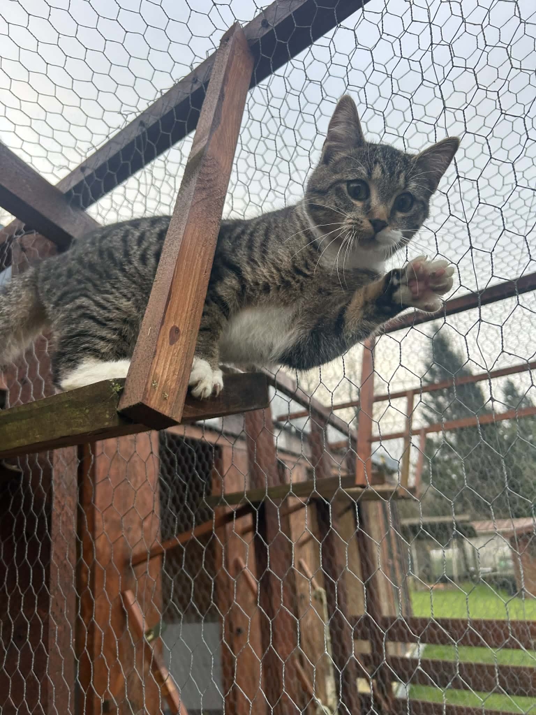 Chaton tigré curieux grimpant sur les structures de l'enclos extérieur