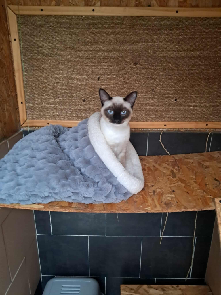 Chat siamois au repos sur sa couverture douillette dans la suite Royal Félin