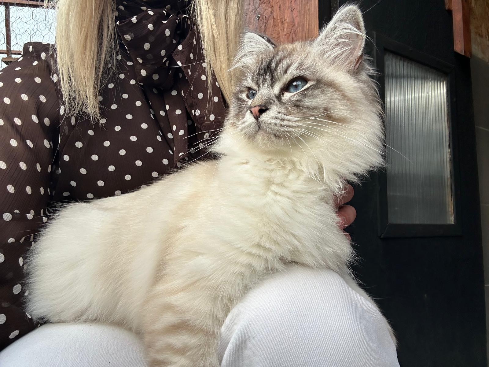 Chat câlin tenu dans les bras par le personnel de la pension