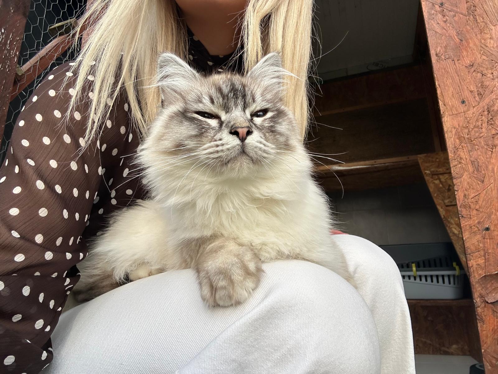 Chat câlin tenu affectueusement dans les bras à la pension Royal Félin