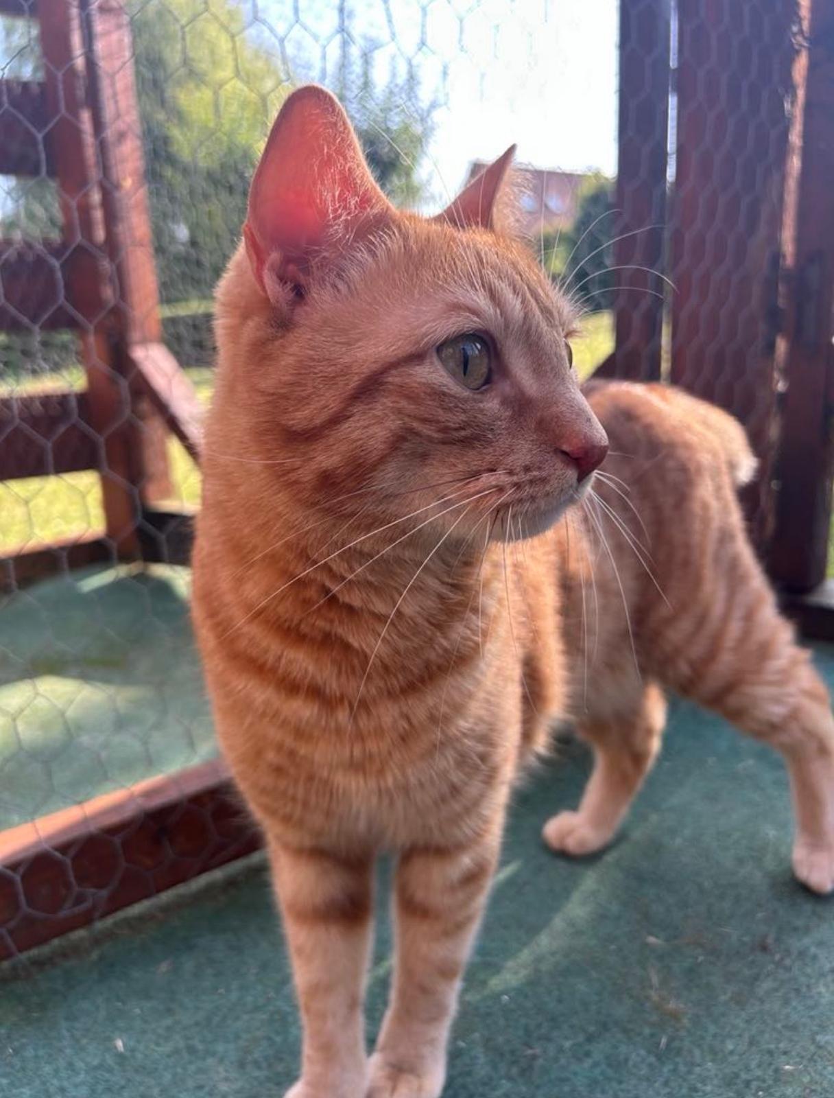 Chat roux épanoui dans l'enclos extérieur – photo partagée avec les propriétaires