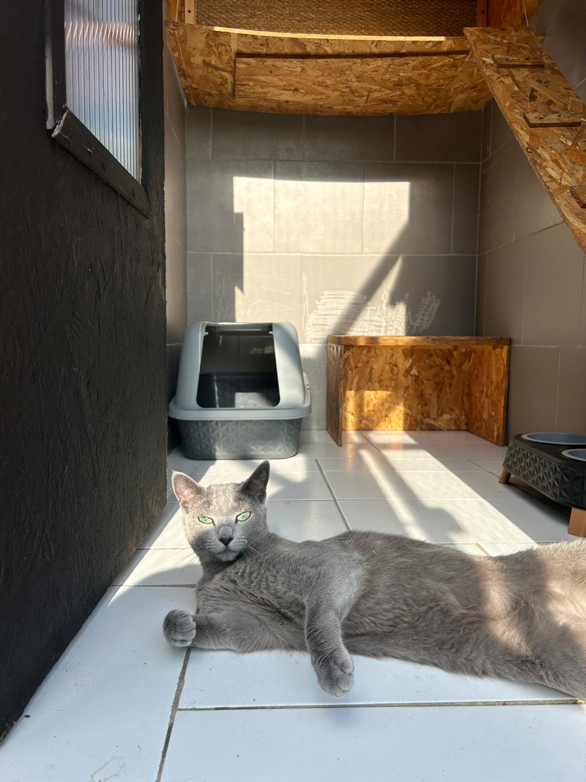 Chat russe bleu reposant sereinement dans sa suite à la pension