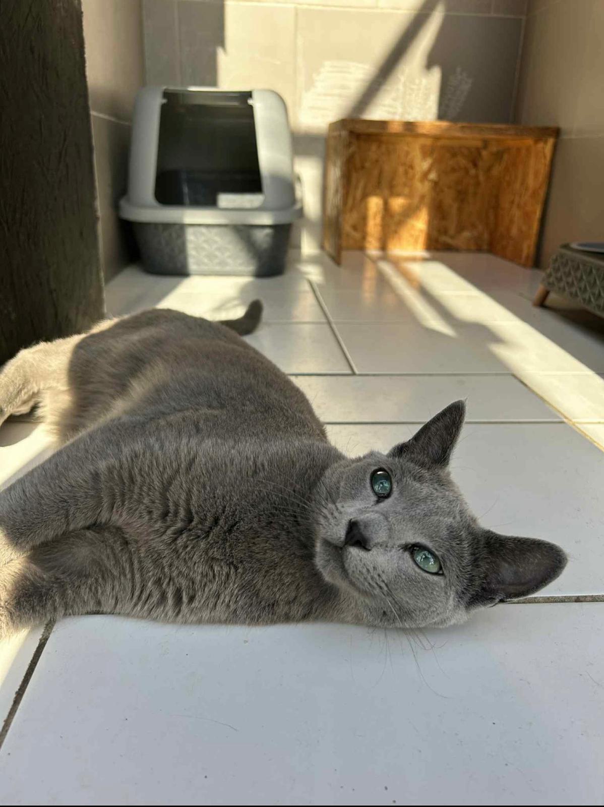 Chat russe bleu détendu et serein dans sa suite à la pension