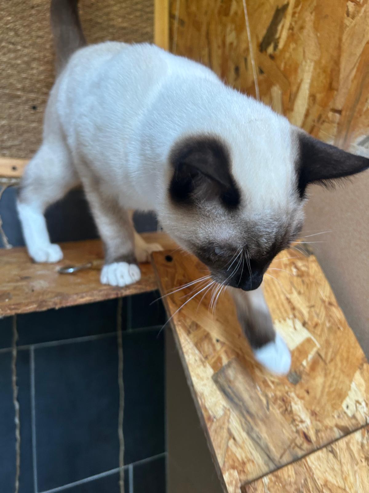 Chaton siamois explorant sa nouvelle suite à la pension Royal Félin
